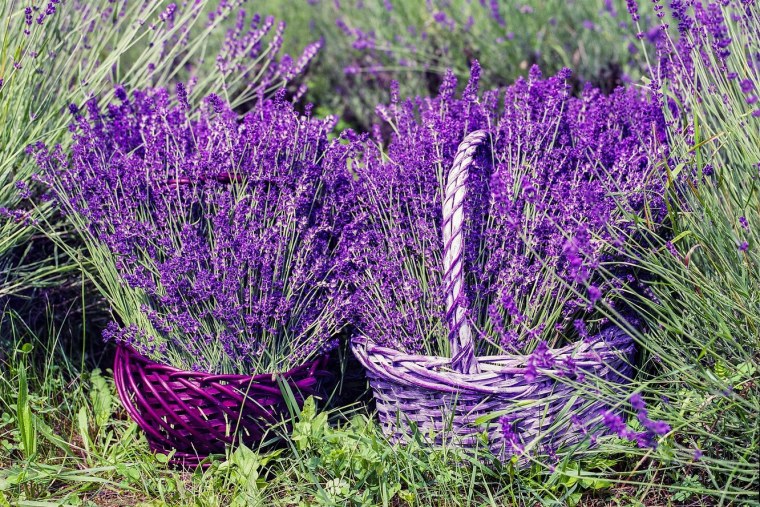 Стиль лавандовый Прованс