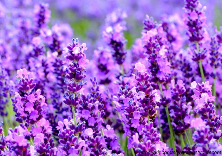 Лаванда шалфей Вереск