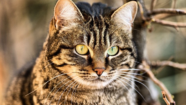 Кошачья морда