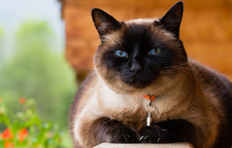 Кошка серая