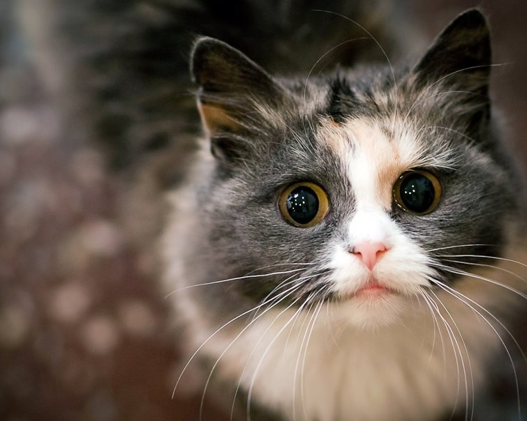 Британская кошка серая