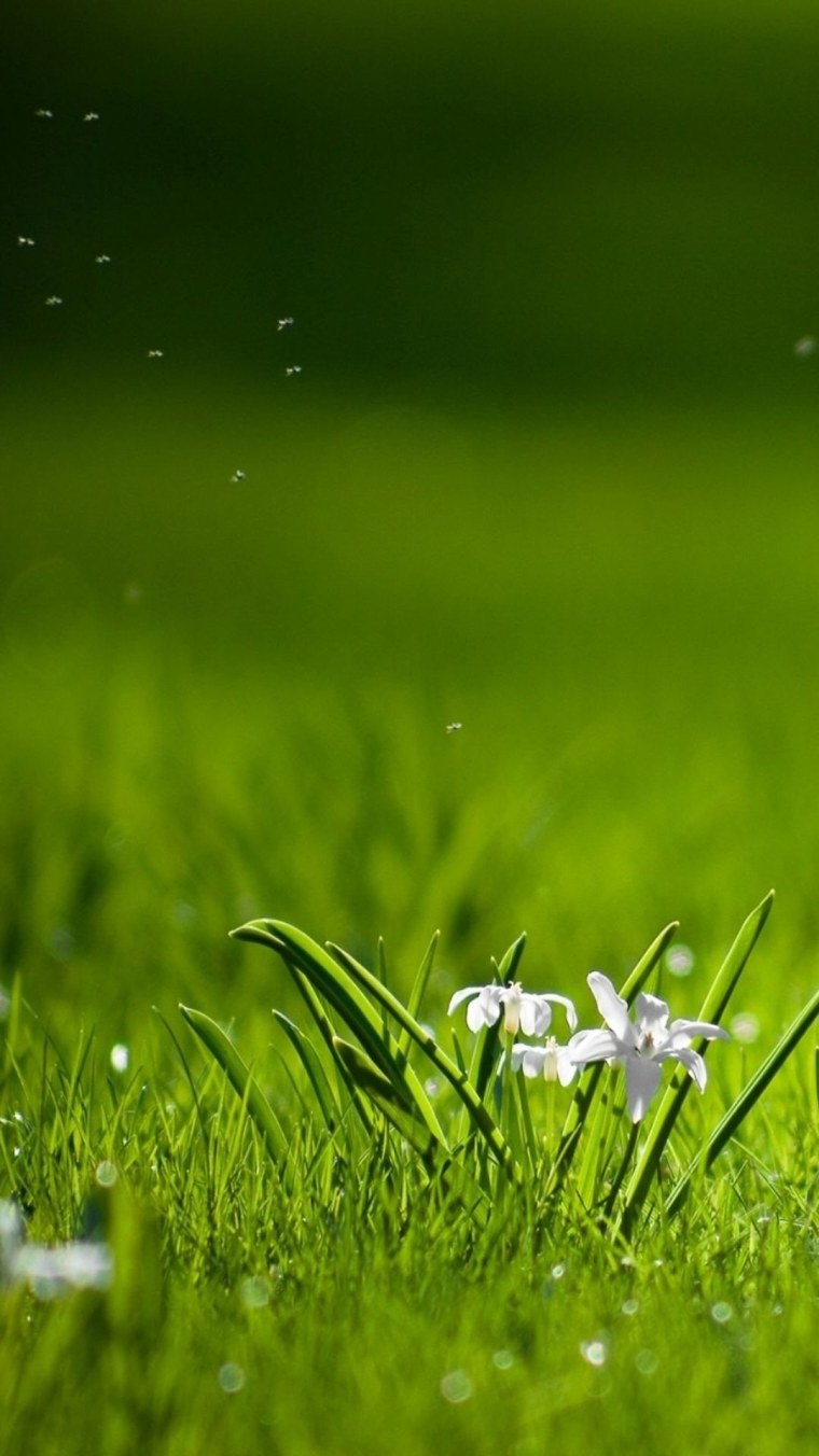 Красивая природа трава