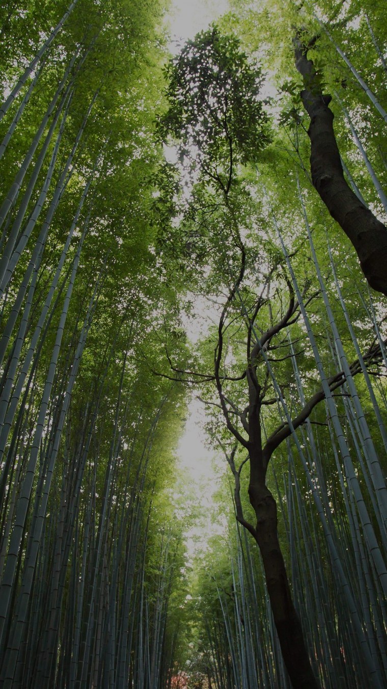 Природа вертикальные