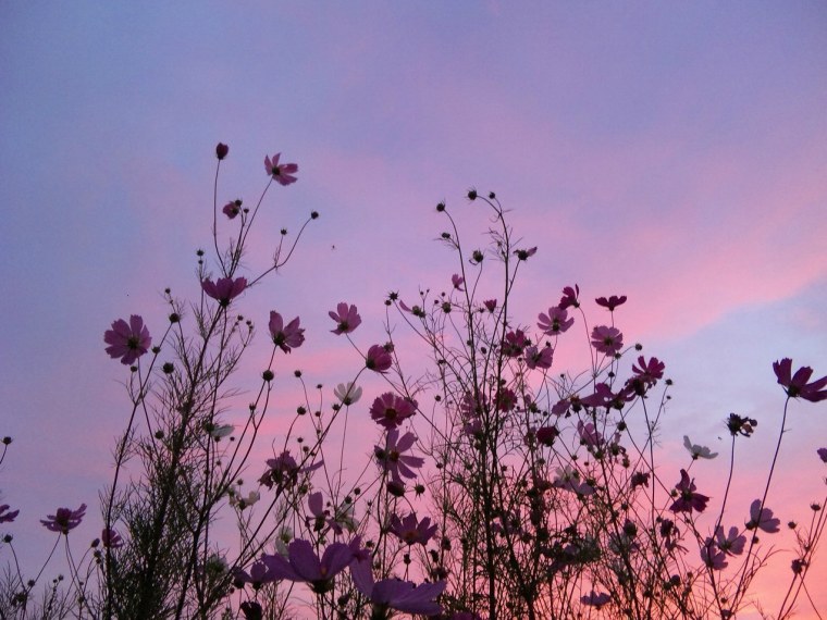 Цветы Эстетика сирень