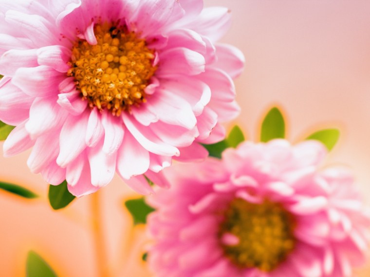 Фон бабочки