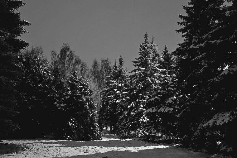 Зимний лес вечером