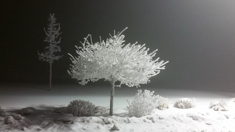 Деревья в снегу фон