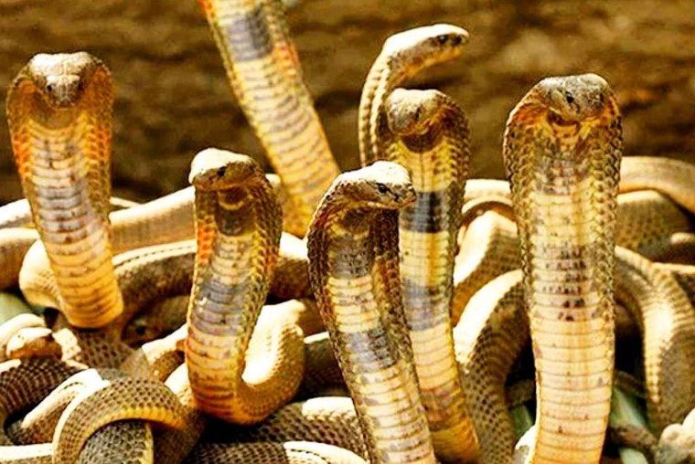 Трехголовая Кобра