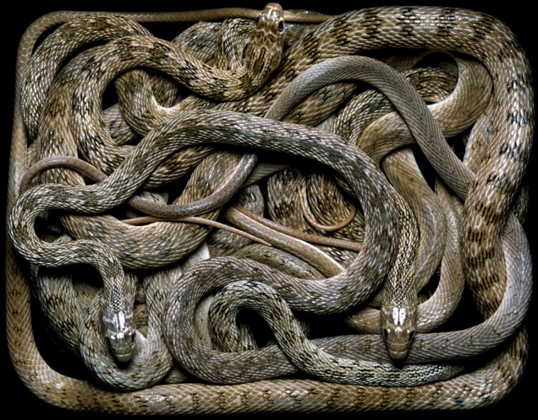 Змея с 3 головами