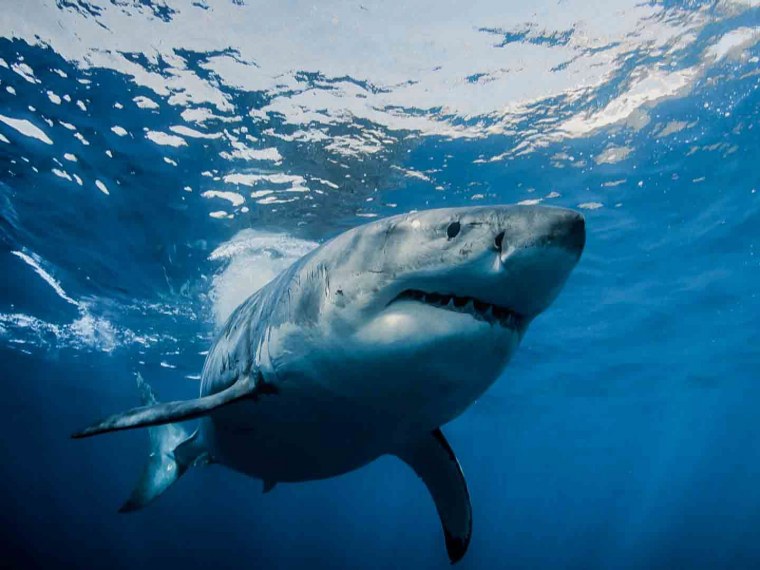 Большая белая акула (great White Shark)