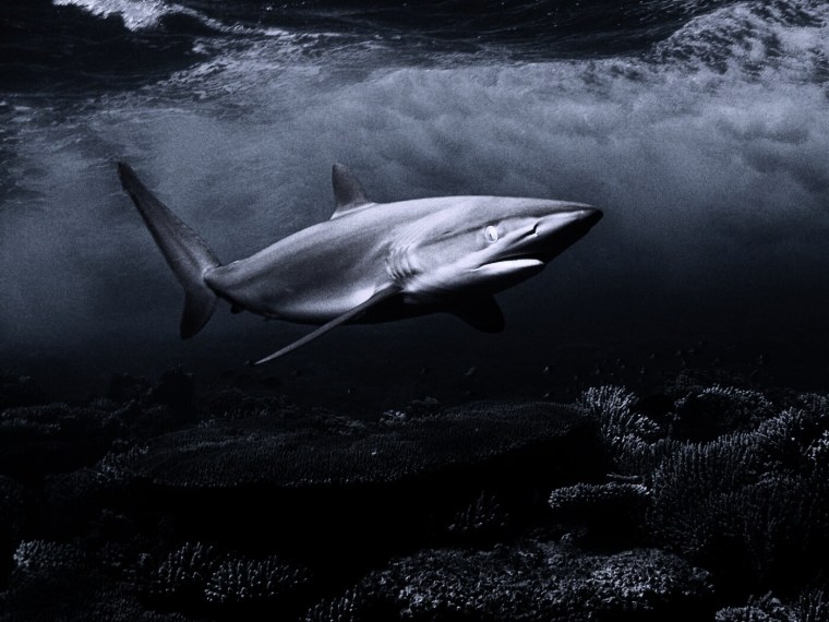 Белая акула кархародон