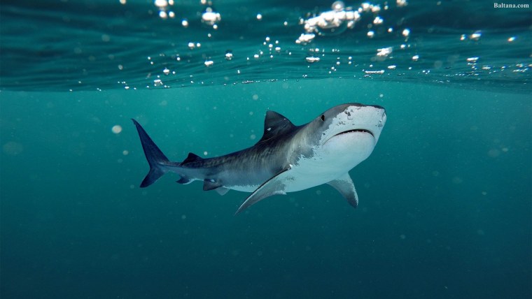 Акула кархародон