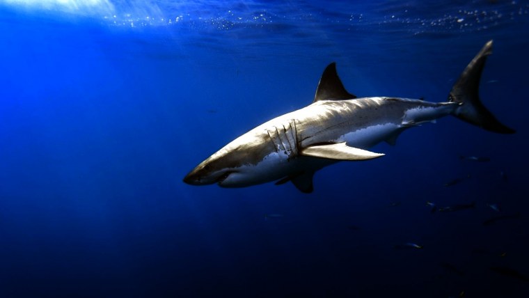 Большая белая акула