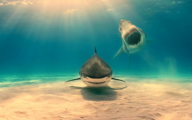 Акула на глубине