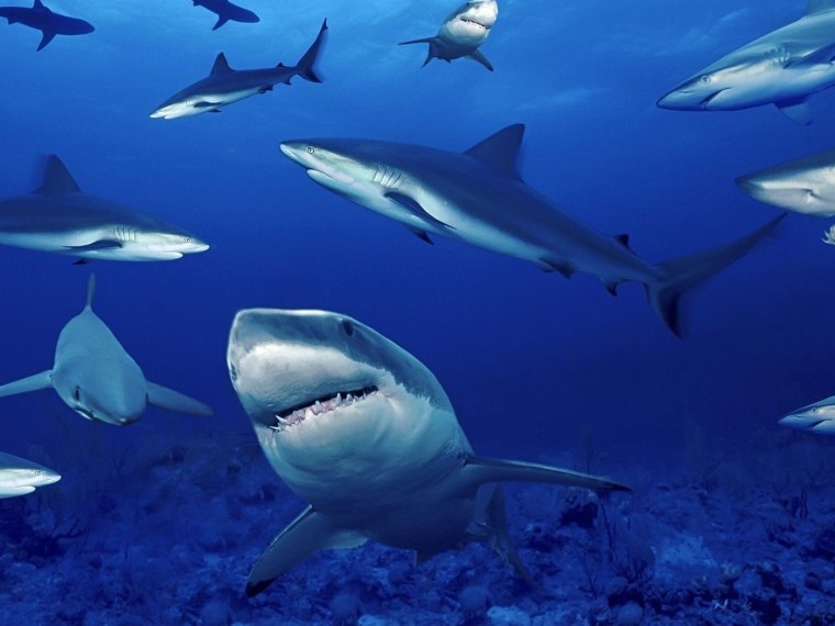 Акула обои