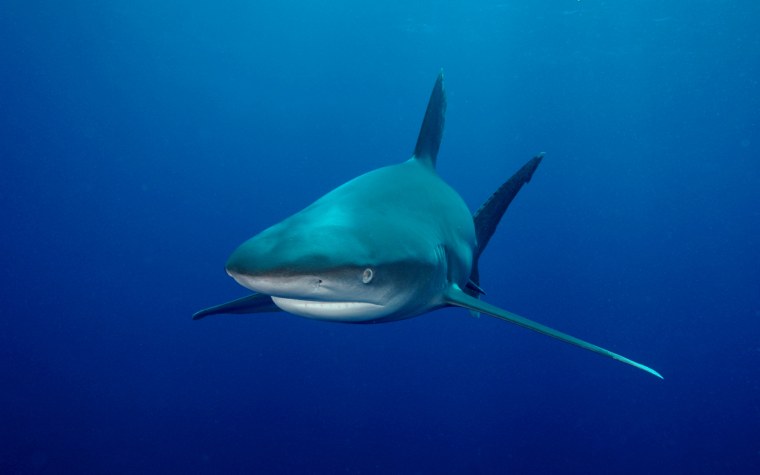 Мег: монстр глубины фильм 2018