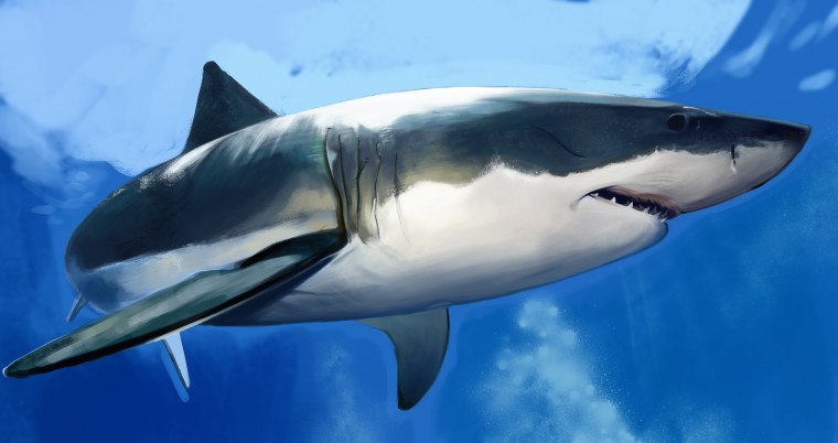 Нептуновые острова в Аделаиде