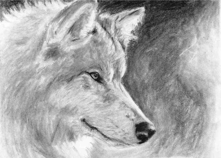 Волчица защищает волчат