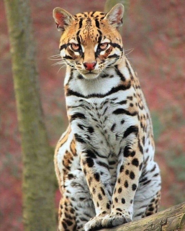 Леопард Оцелот