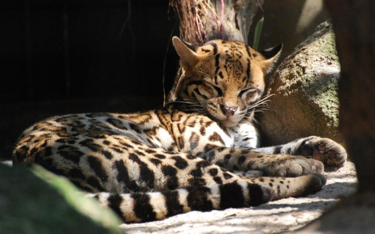 Леопард Оцелот