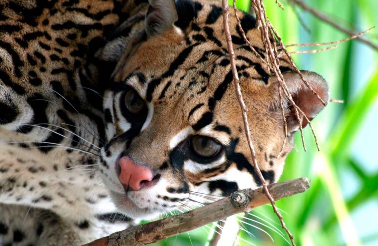 Оцелот Бонифаций