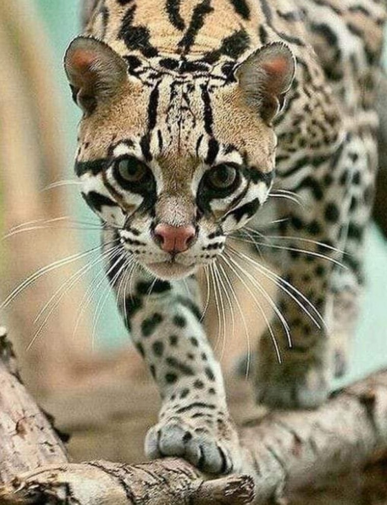 Дикая кошка Оцелот