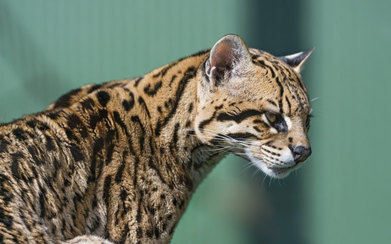 Дикая кошка Оцелот