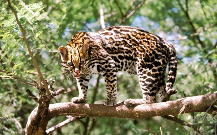 Онцилла кошка