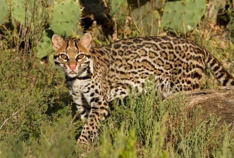 Кошка Оцелот и Бенгальская