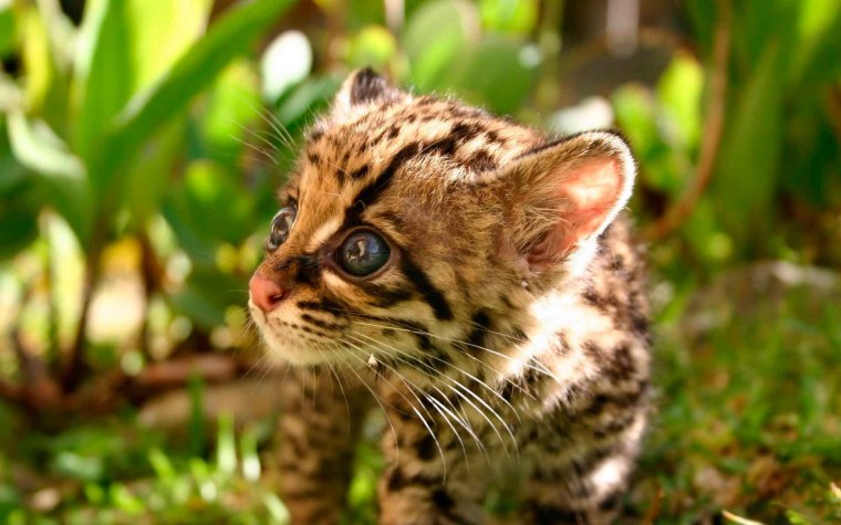 Тигр Оцелот