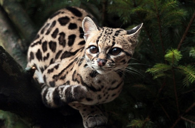 Никарагуанский Оцелот