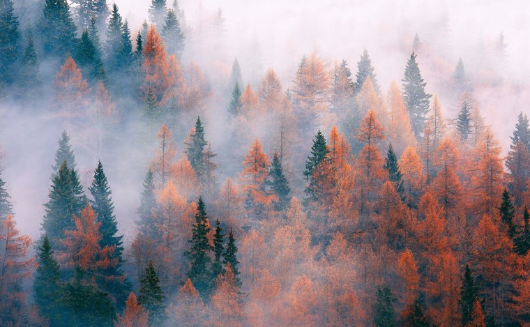 Розовый тон