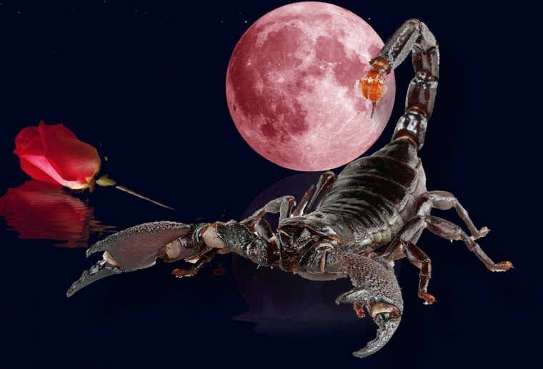 Канчану Каеткау. Тайская «Королева скорпионов»