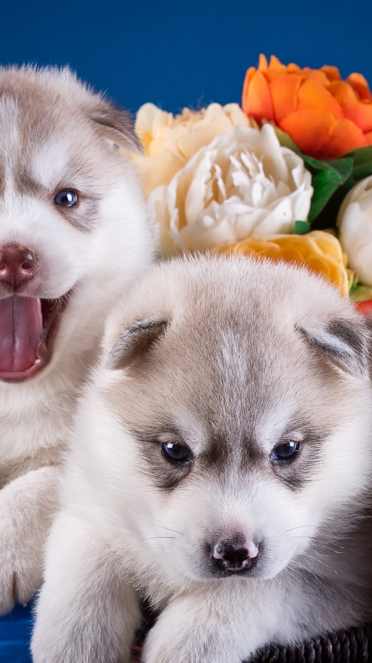 Картинки на аву животные