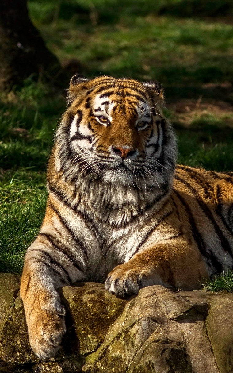 Берберийский леопард