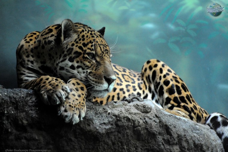 Красивый тигр