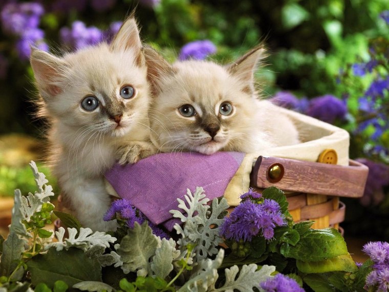 Картинки на рабочий стол леопард