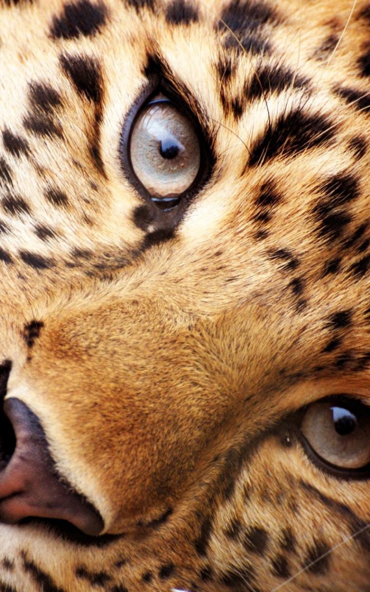 Тигр в дикой природе