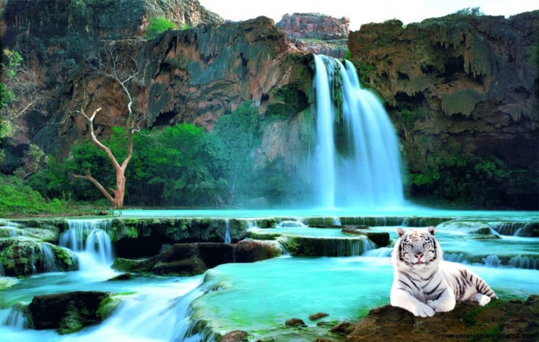 Красивый тигр