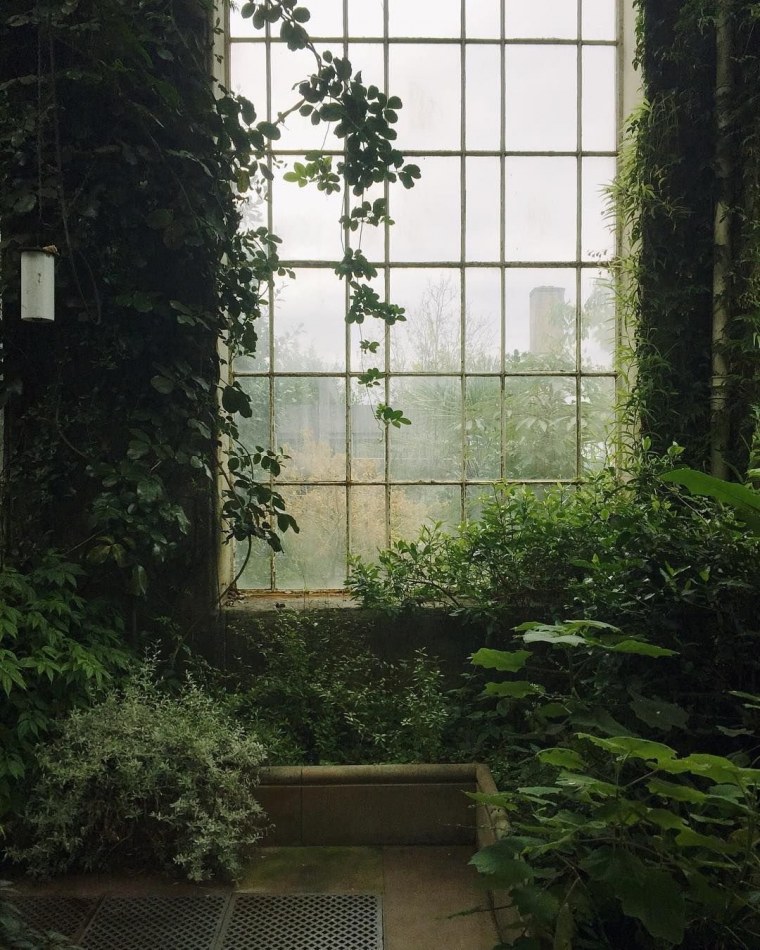 Тропические листья