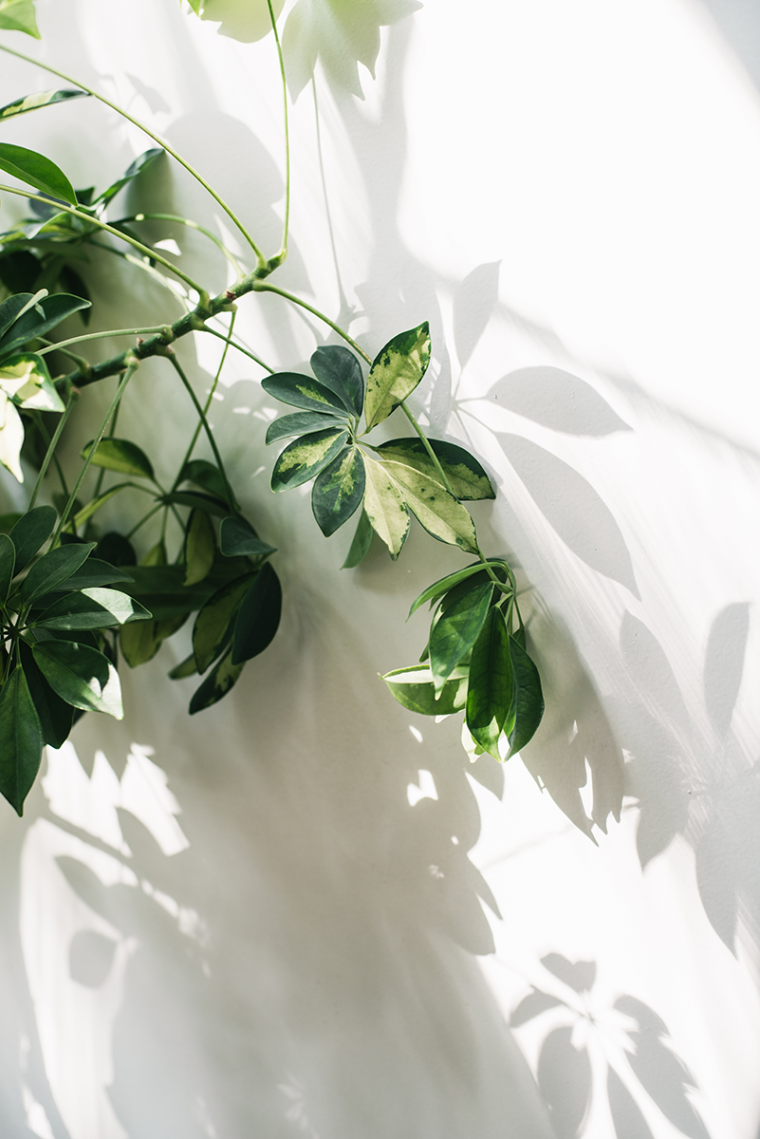 Эстетика зеленого