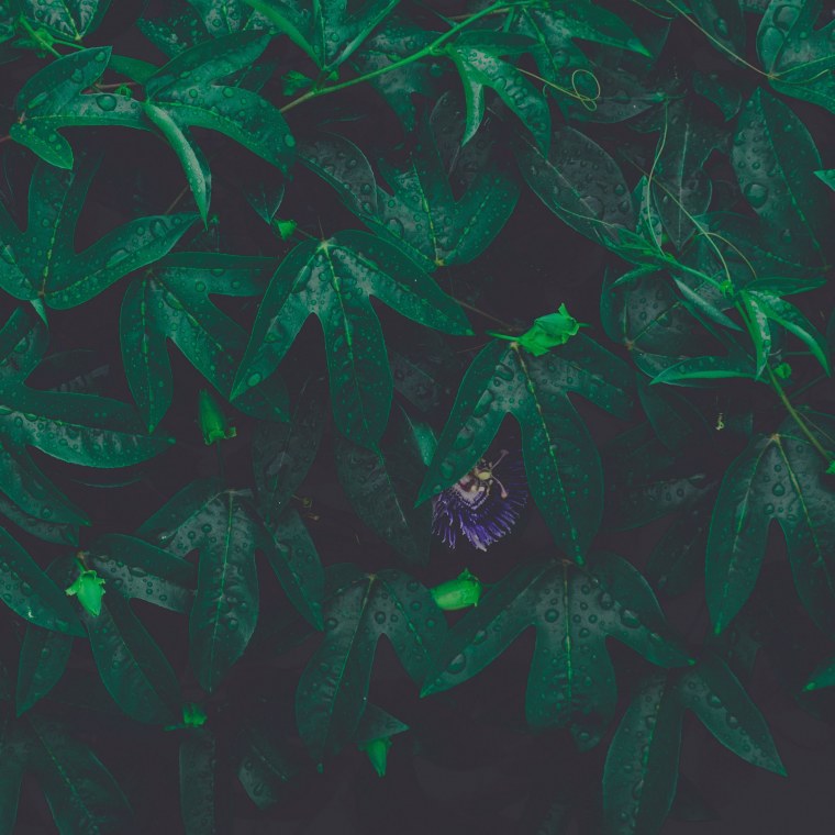 Яблочно зеленый цвет