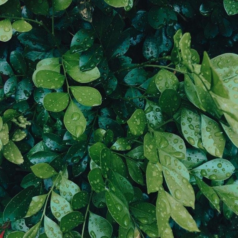 Эстетика зелёного цвета