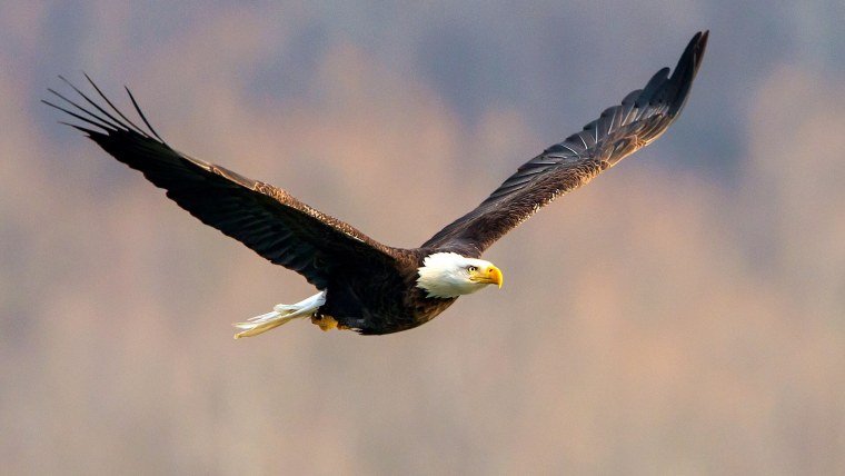 Белоголовый Орлан Северной Америки