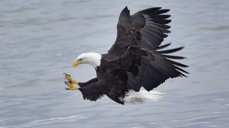 Белоголовый Орлан на охоте