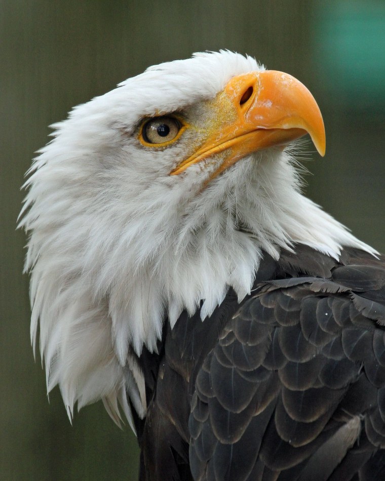 Белоголовый Орлан анфас