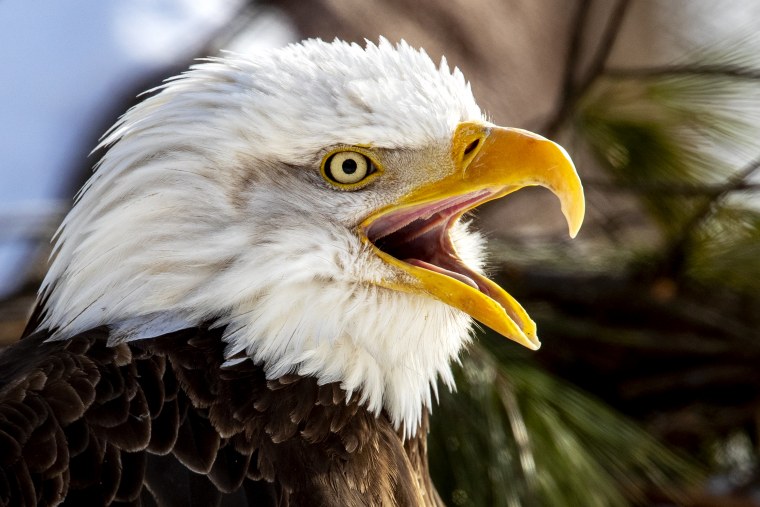 Белоголовый Орлан птенец