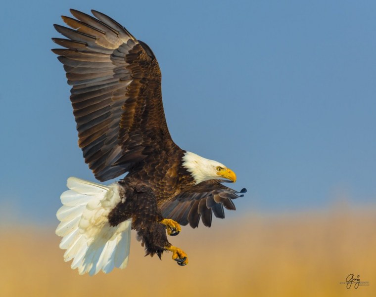 Орёл Орлан белоголовый