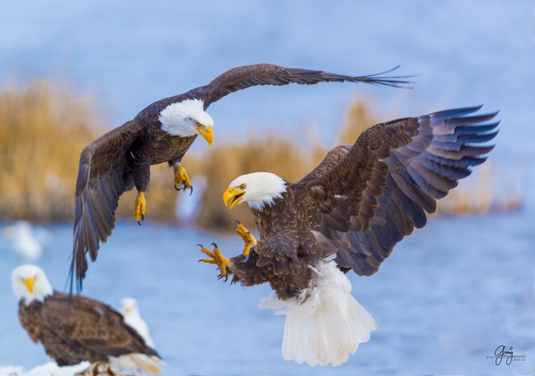 Белоголовый Орлан анфас