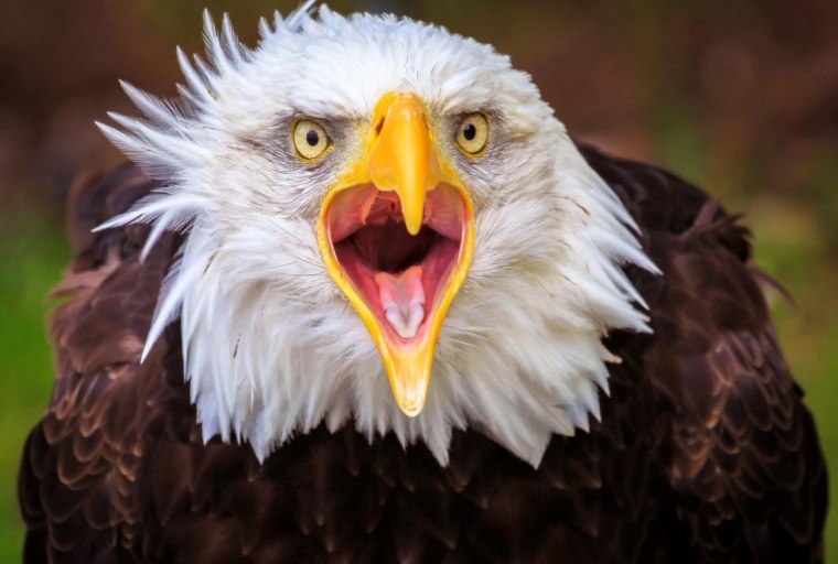 Белоголовый Орлан анфас